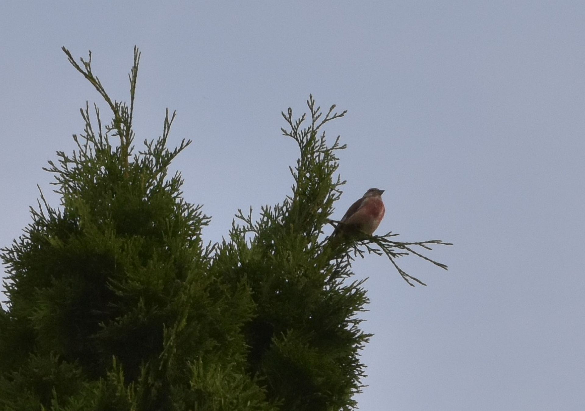Nest geelgors met vink (2)